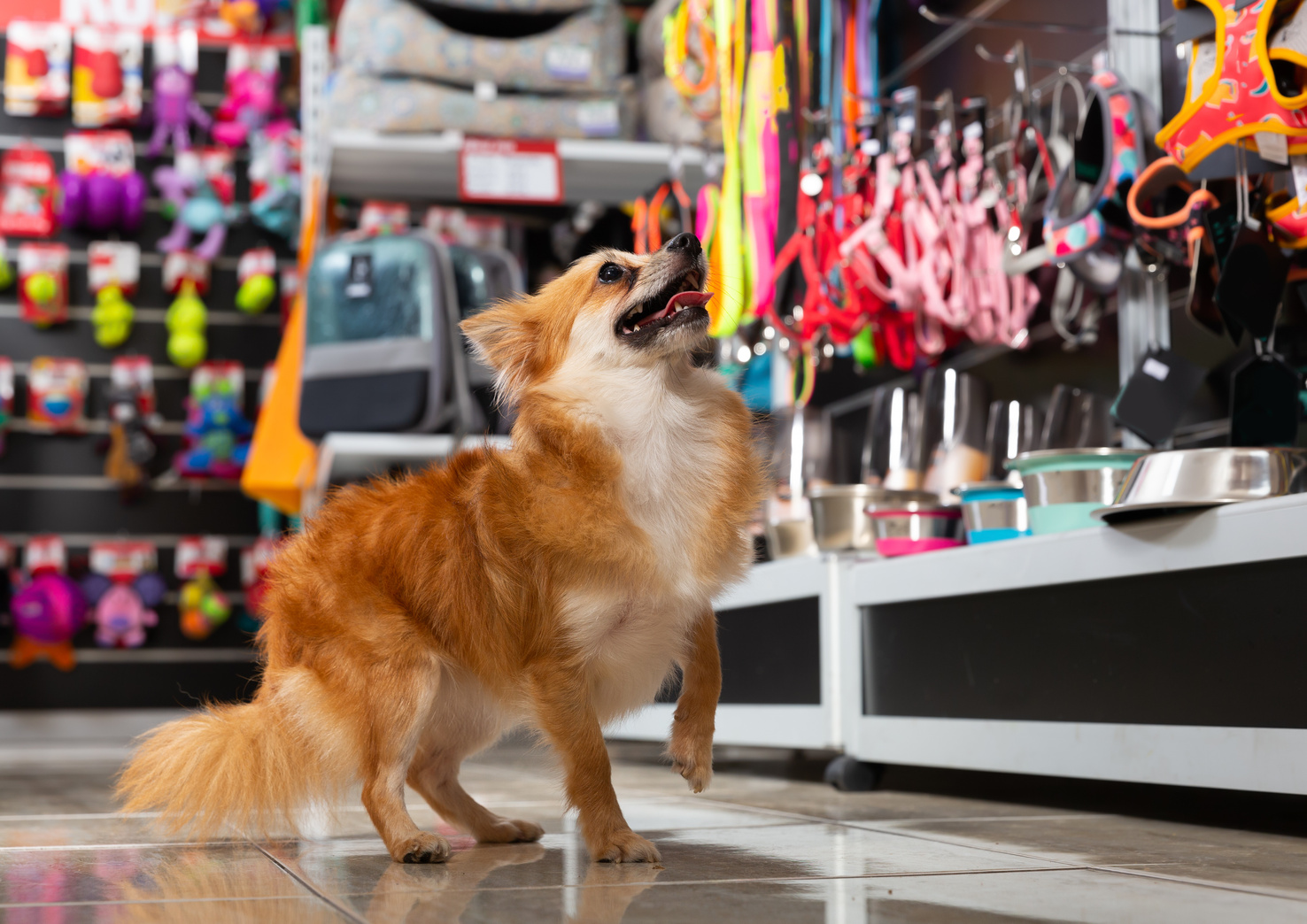 Little puppy walking in pet shop