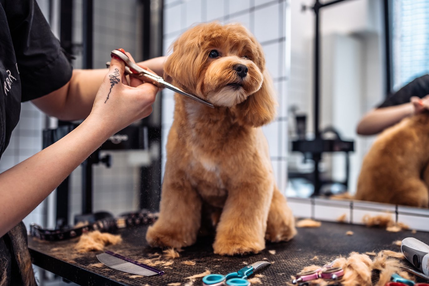 Haircut of a Maltipoo dog from a grooming salon.