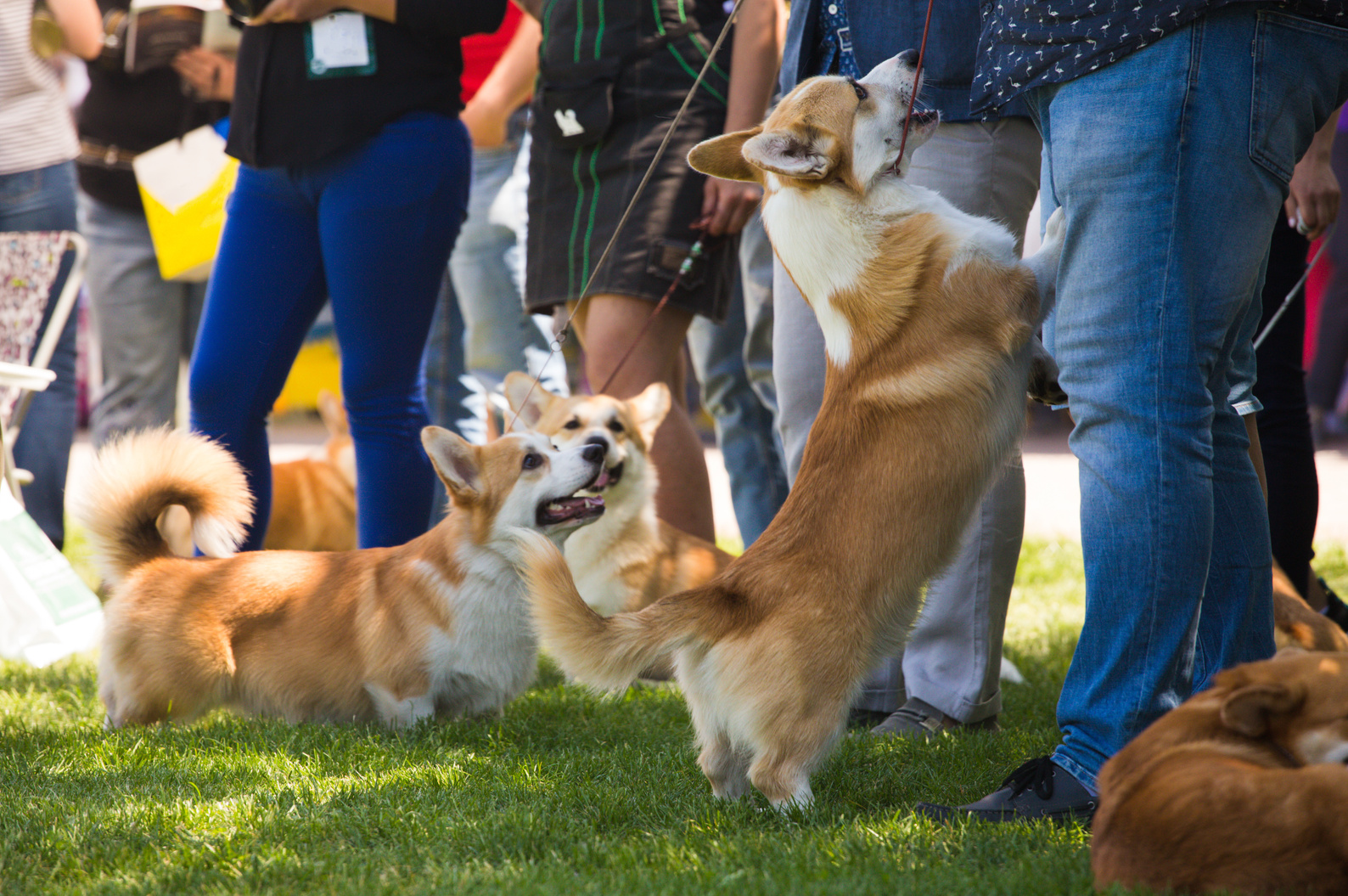 corgi dogs and handlers at the dog show