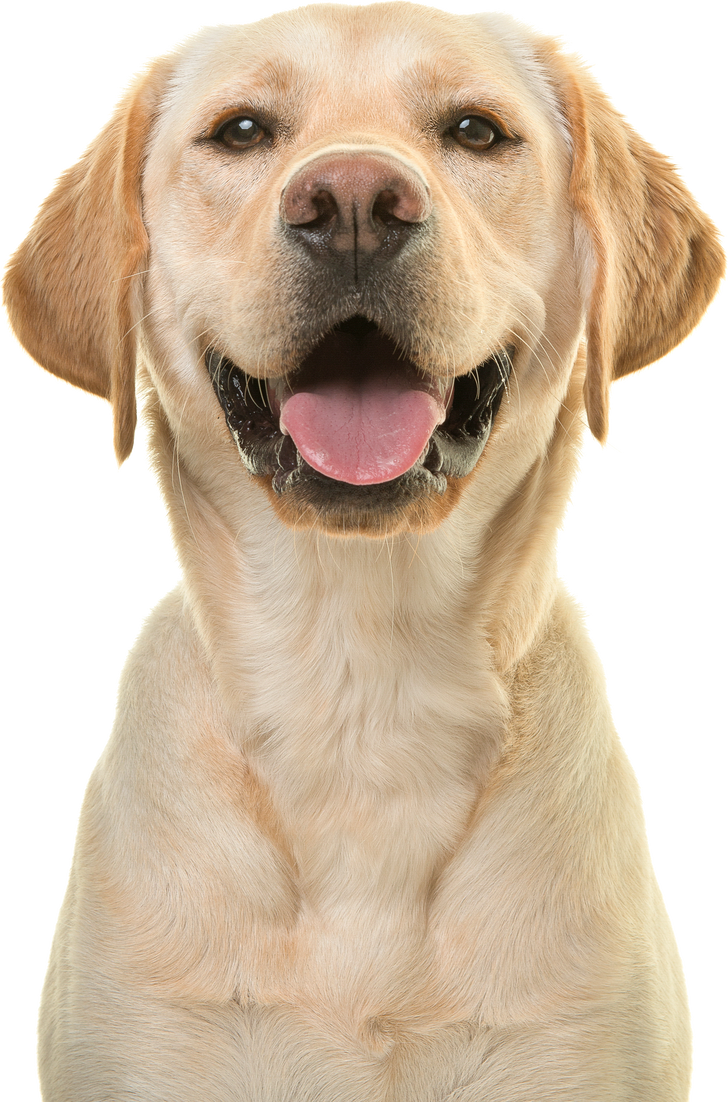 Portrait of a Blond Labrador Retriever Dog